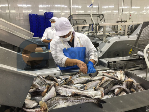 高效自动鱼片机