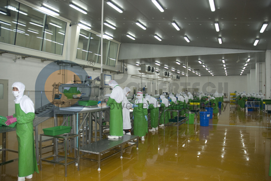 全自动简易操作三文鱼加​​工线