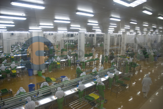 食品安全卫生三文鱼加工线